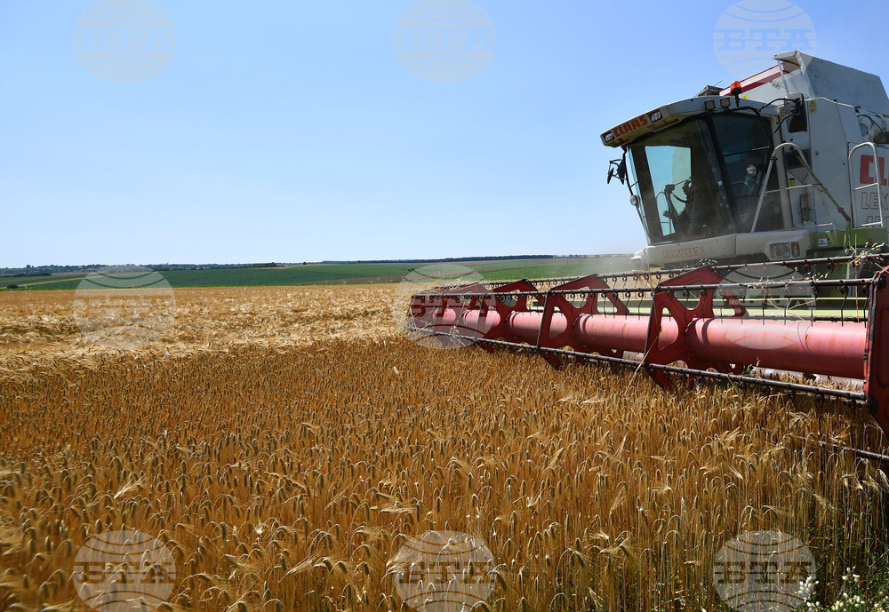 Село Яким Груево - жътва