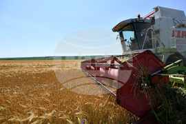 Село Яким Груево - жътва