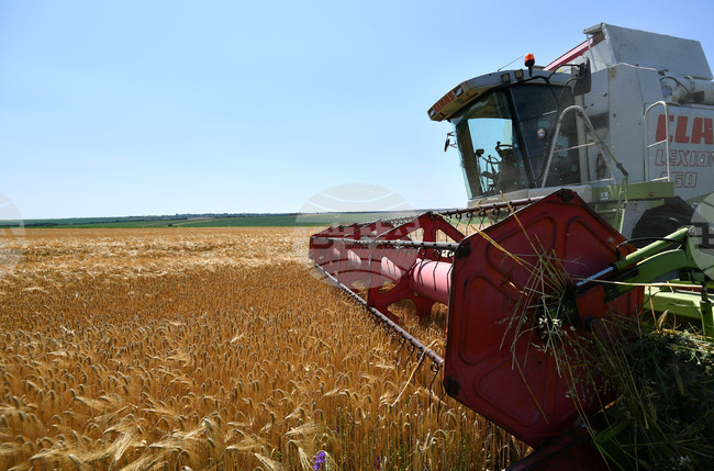 Село Яким Груево - жътва