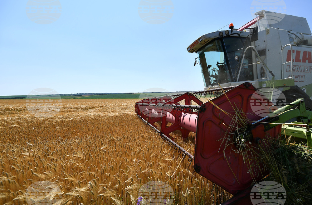 Село Яким Груево - жътва