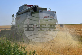 Село Яким Груево - жътва