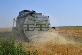 Село Яким Груево - жътва