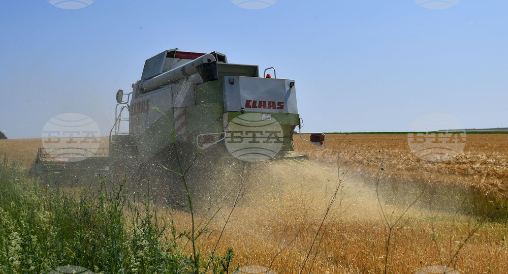 Село Яким Груево - жътва