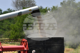 Село Яким Груево - жътва