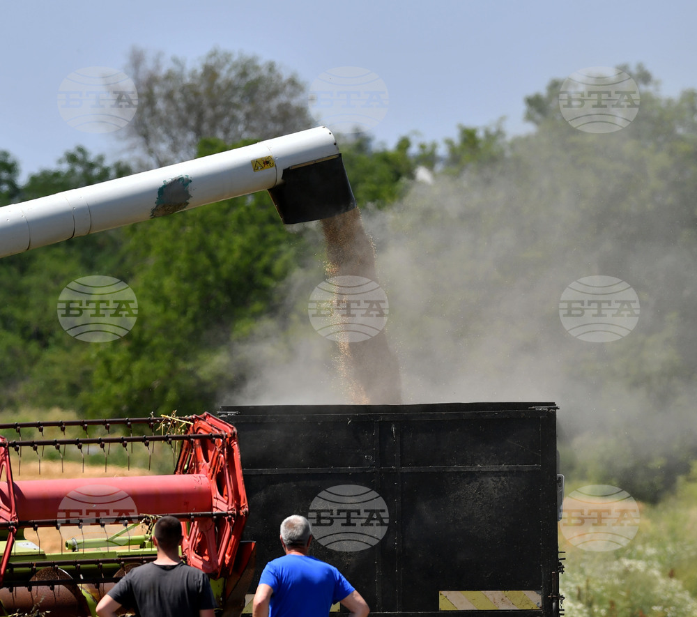 Село Яким Груево - жътва