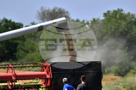 Село Яким Груево - жътва