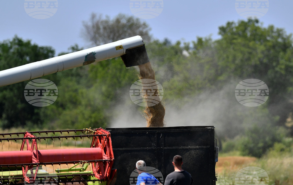 Село Яким Груево - жътва