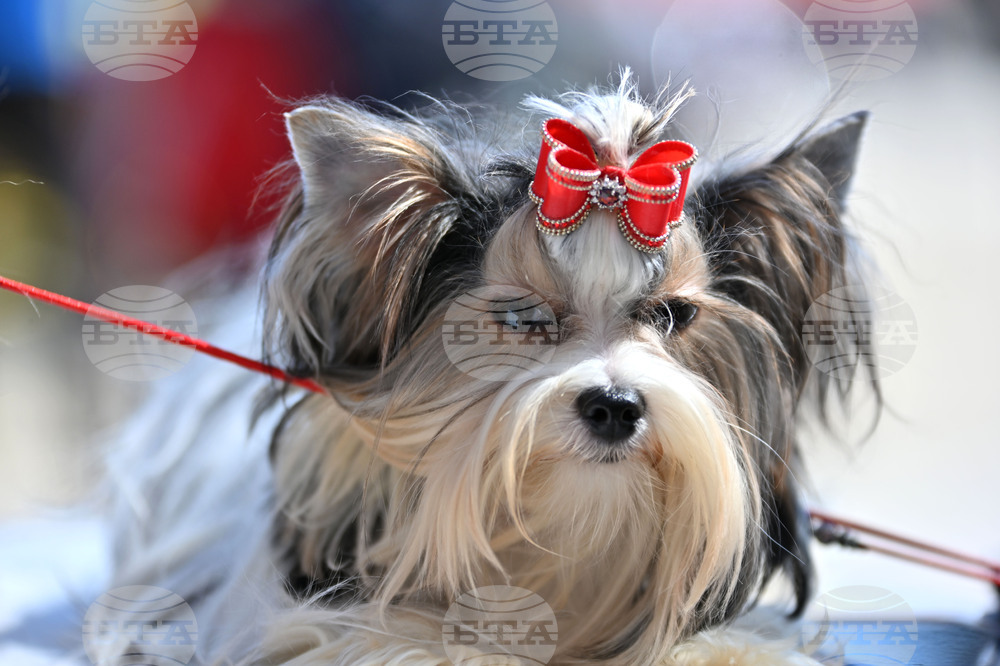 Blagoevgrad to Host International Dog Show