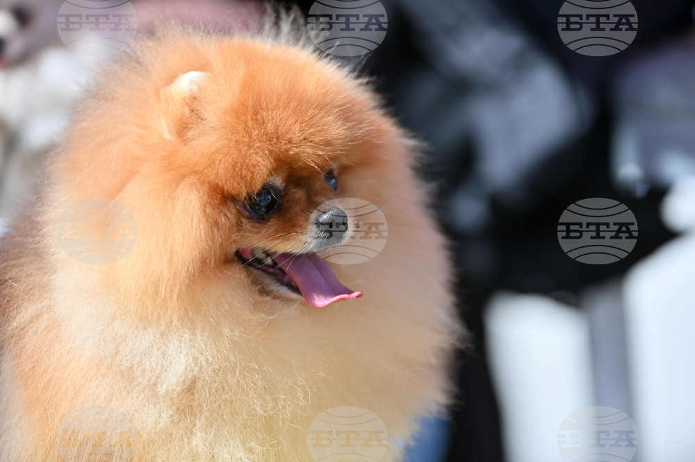 За месец в София са проверени над 380 стопани на кучета, като са съставени 46 акта за нарушения, съобщиха от Столичния инспекторат