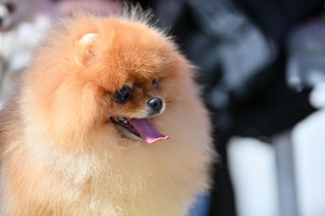 За месец в София са проверени над 380 стопани на кучета, като са съставени 46 акта за нарушения, съобщиха от Столичния инспекторат