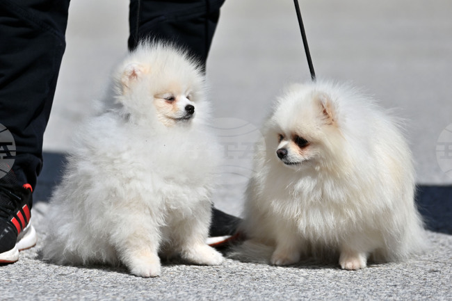 Общината изисква от районните кметства във Варна по-сериозен контрол върху домашните любимци