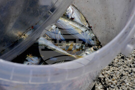 Бургас - пристанище - ежедневие