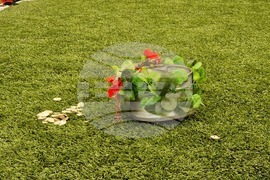 Враца - Северняшка сватба