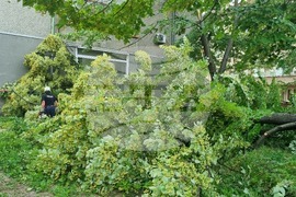 Търговище - паднала липа