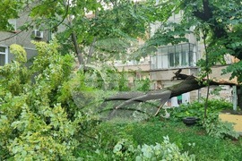 Търговище - паднала липа