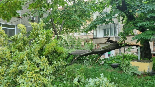 Търговище - паднала липа