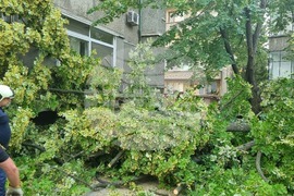 Търговище - паднала липа