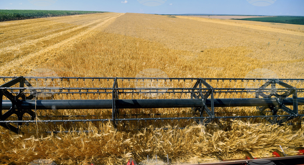 Село Богданци - жътва - начало