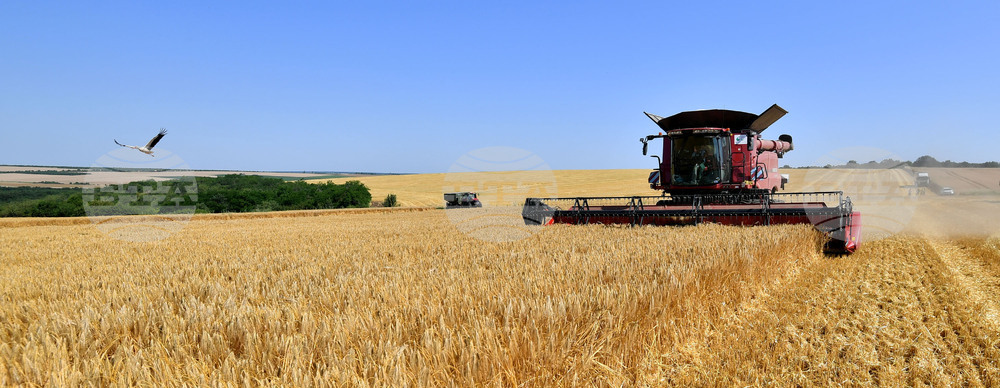Село Богданци - жътва - начало
