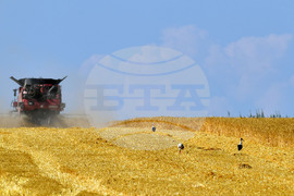 Село Богданци - жътва - начало