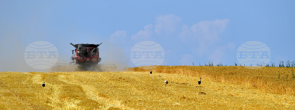 Село Богданци - жътва - начало