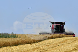 Село Богданци - жътва - начало