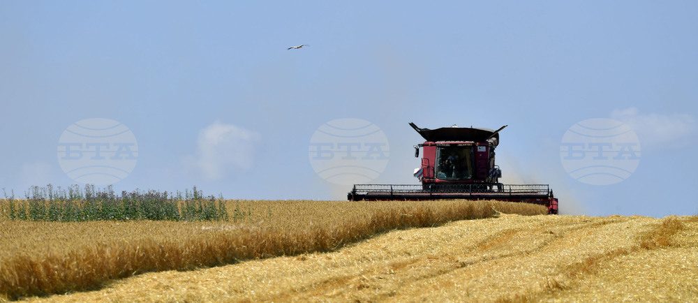 Село Богданци - жътва - начало