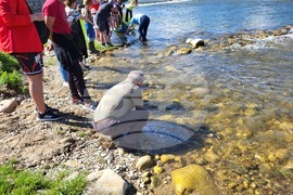 Самоков - зарибяване - река