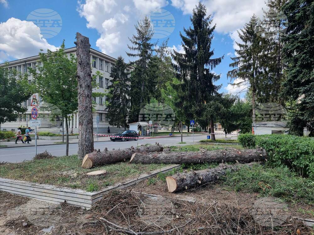 Премахват изсъхнали дървета в Разград