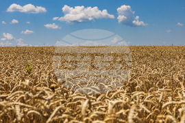 Бургас - житни класове пшеница