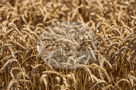 Бургас - житни класове пшеница
