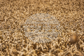 Бургас - житни класове пшеница