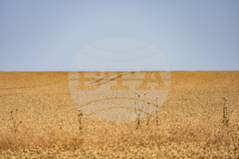 Бургас - житни класове пшеница