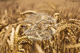 Бургас - житни класове пшеница