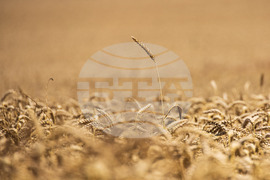 Бургас - житни класове пшеница