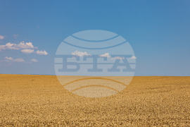 Бургас - житни класове пшеница