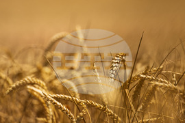 Бургас - житни класове пшеница