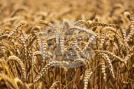 Бургас - житни класове пшеница