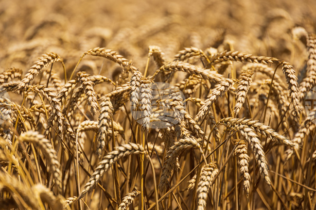 Жътвата на пшеницата в Ямболско приключва с по-високи добиви от миналогодишните