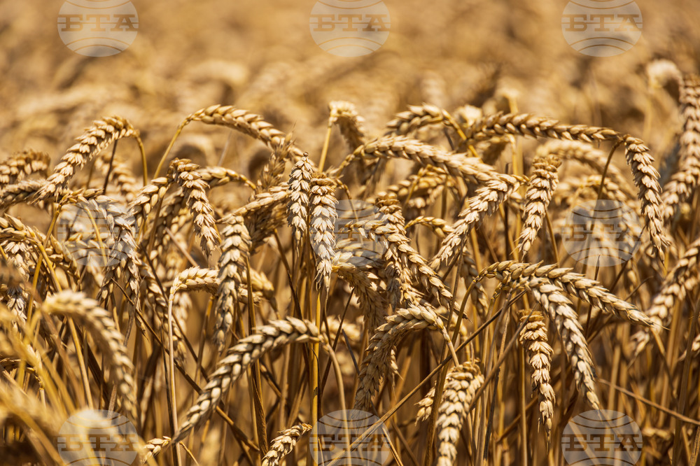 Бургас - житни класове пшеница