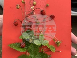 Снимка: Южноцентрално държавно предприятие – гр. Смолян