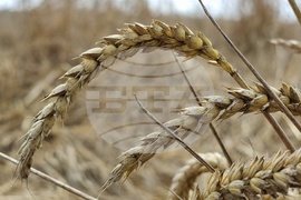 Село Борисово - Жътвена кампания