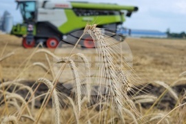 Село Борисово - Жътвена кампания