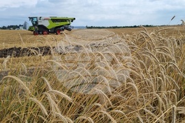 Село Борисово - Жътвена кампания