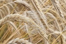 Село Борисово - Жътвена кампания