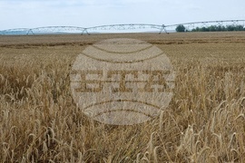 Село Борисово - Жътвена кампания