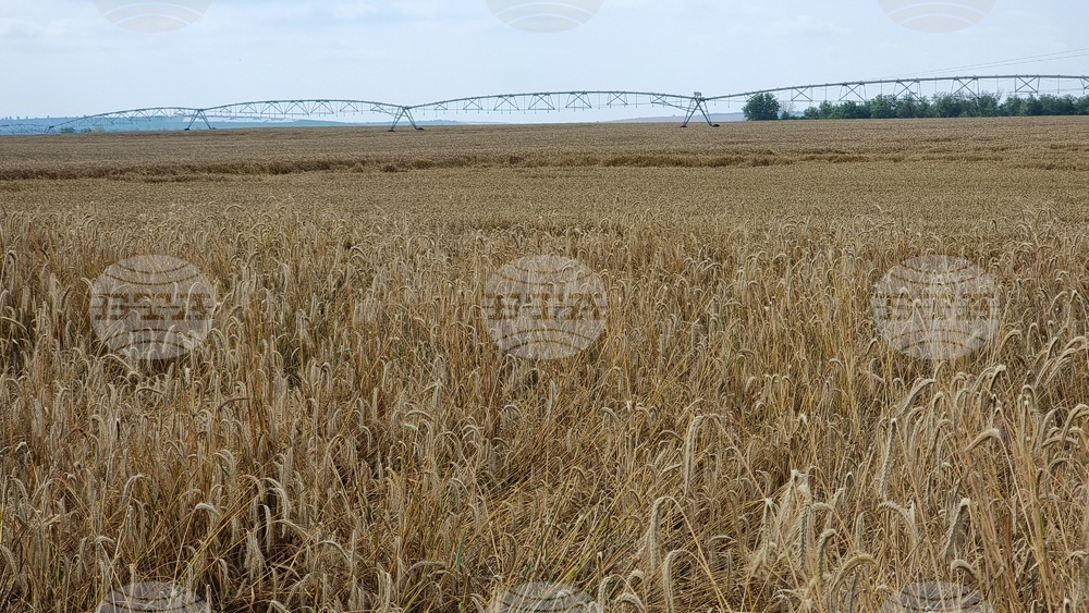 Село Борисово - Жътвена кампания