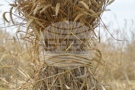 Село Борисово - Жътвена кампания