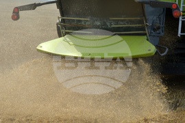 Село Борисово - Жътвена кампания