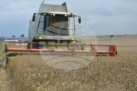 Село Борисово - Жътвена кампания